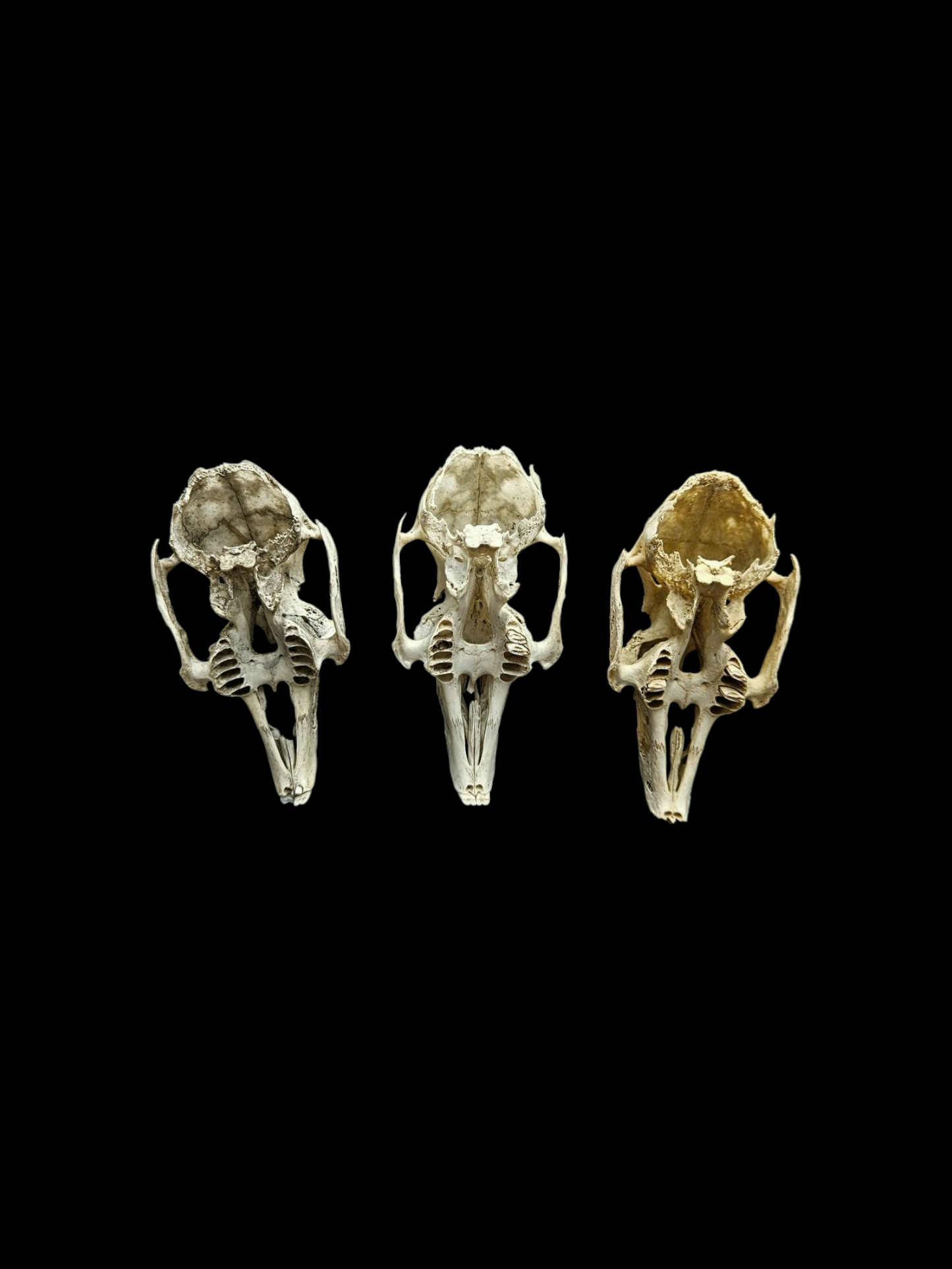 Nature found rabbit skulls