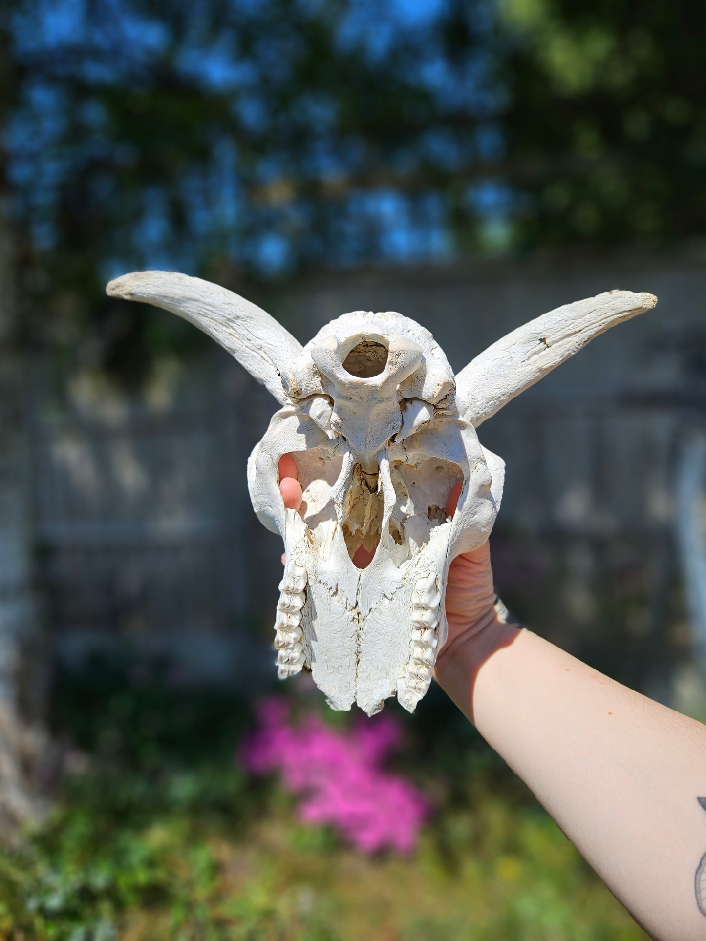 Horned sheep skull