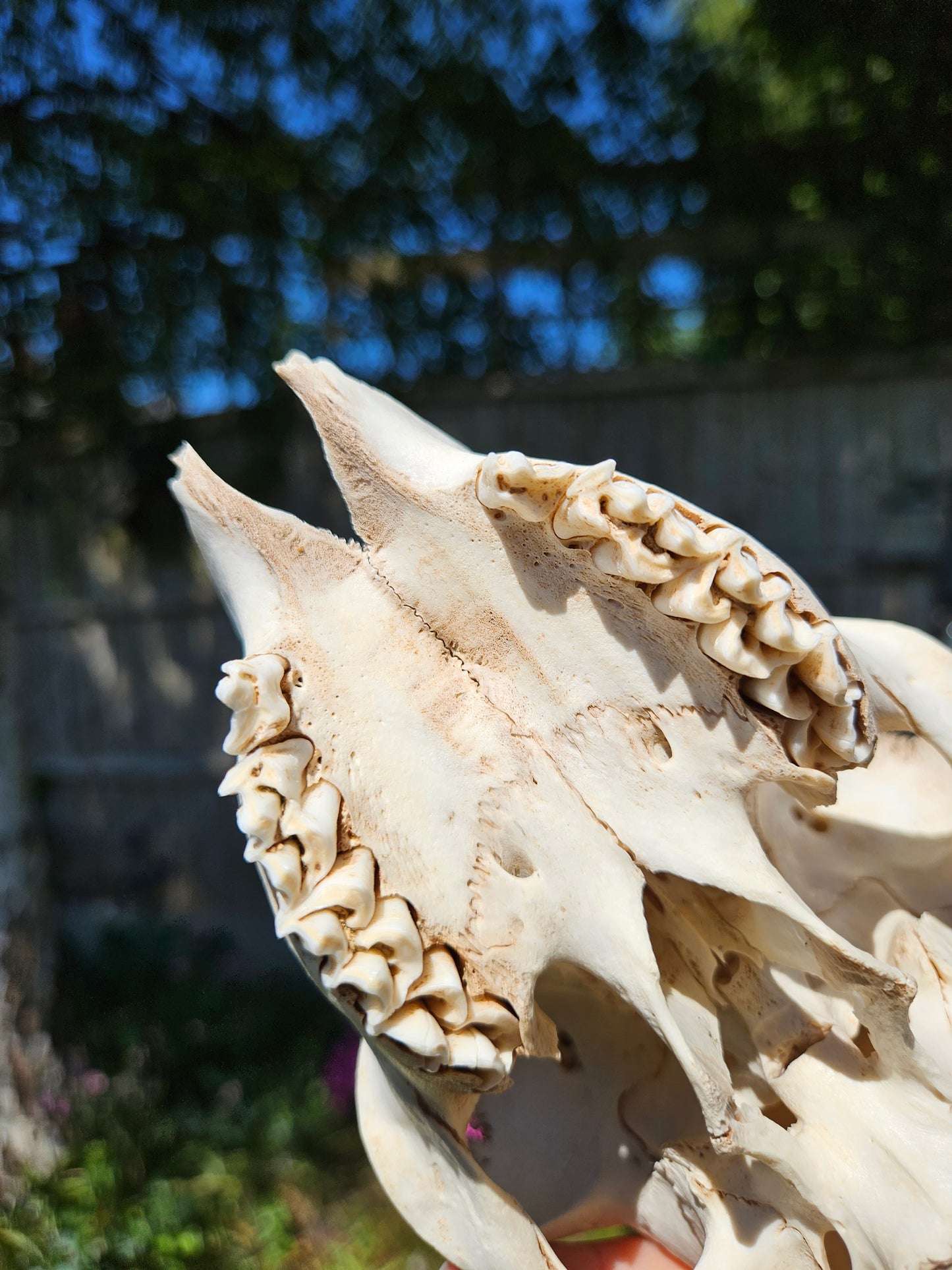 Nature found lamb skull 2