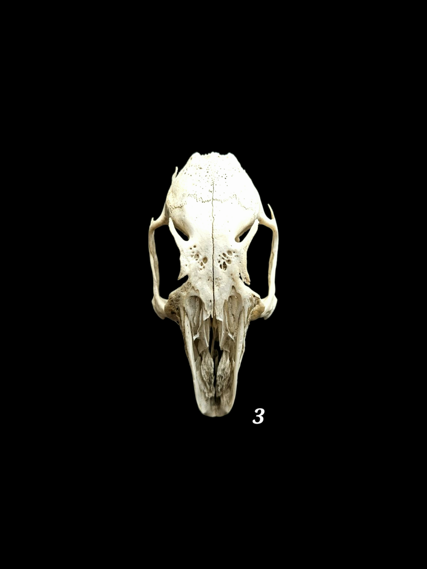Nature found rabbit skulls