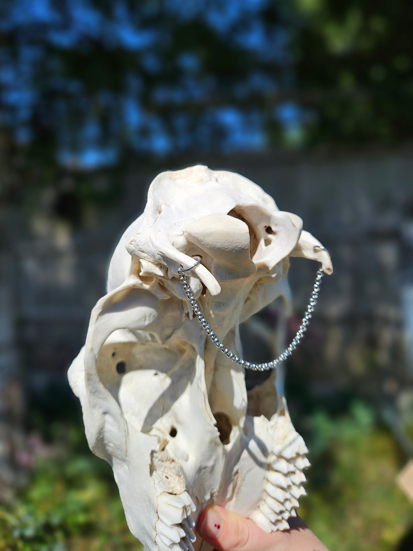 Red deer skull