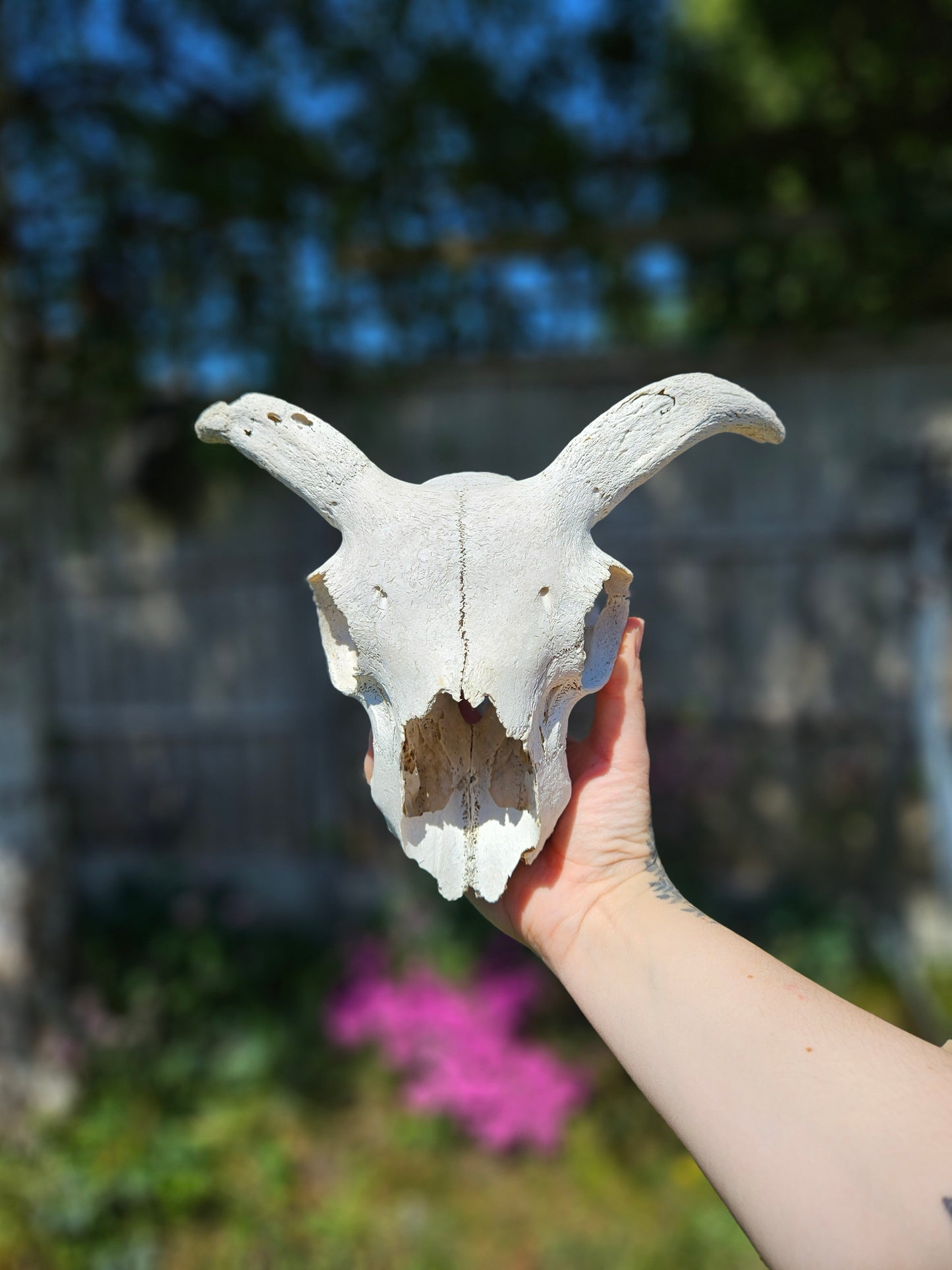 Horned sheep skull