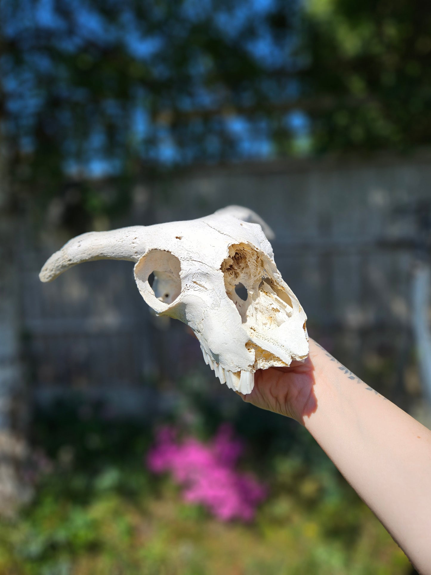 Horned sheep skull