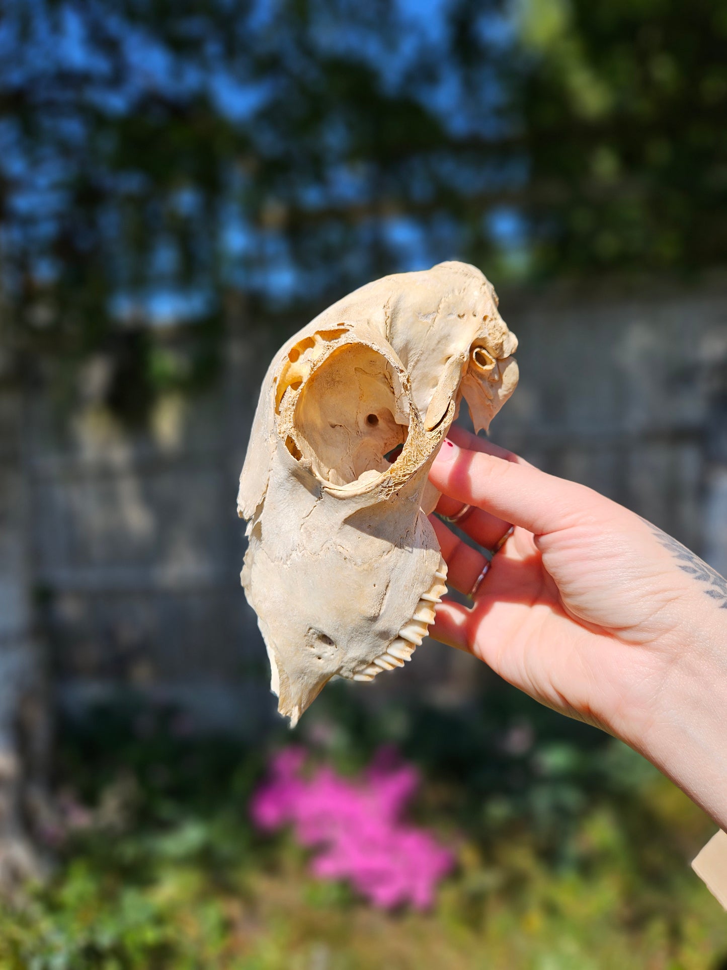 Nature found lamb skull 1