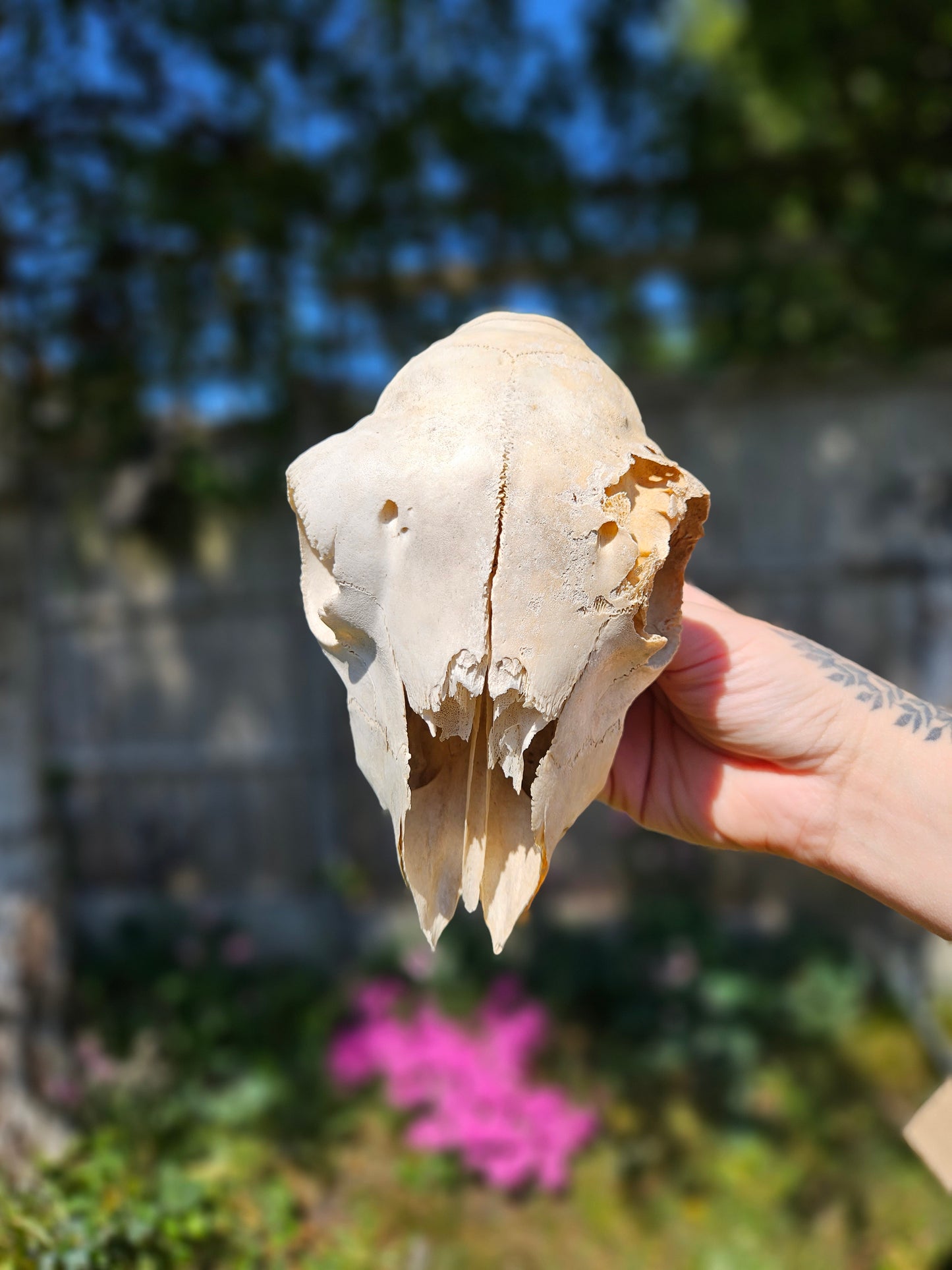 Nature found lamb skull 1