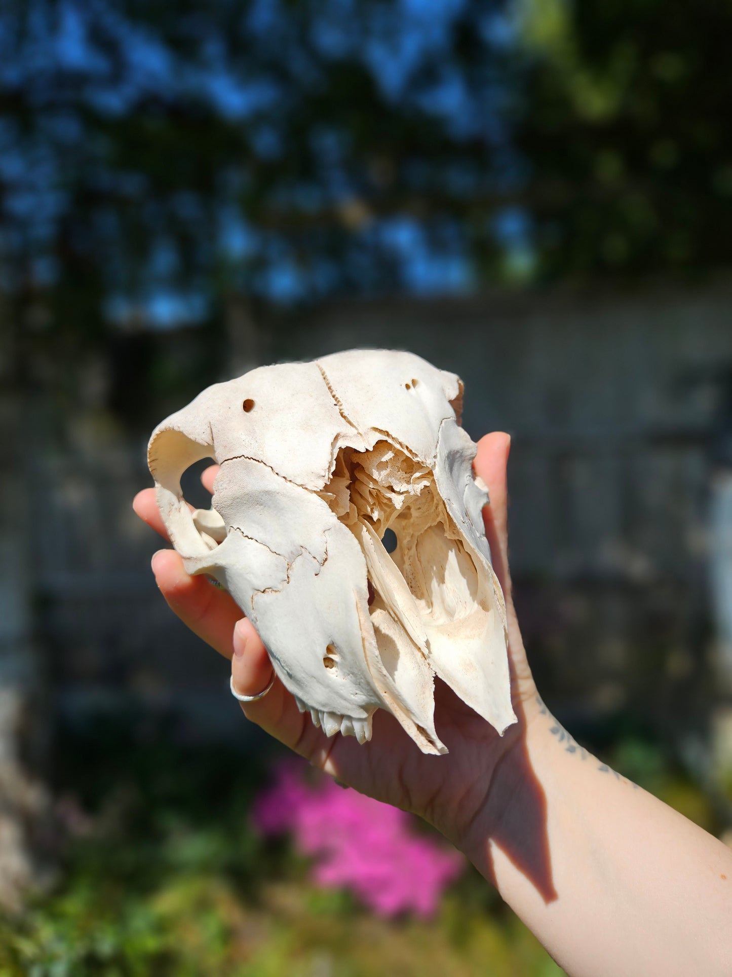 Nature found lamb skull 2