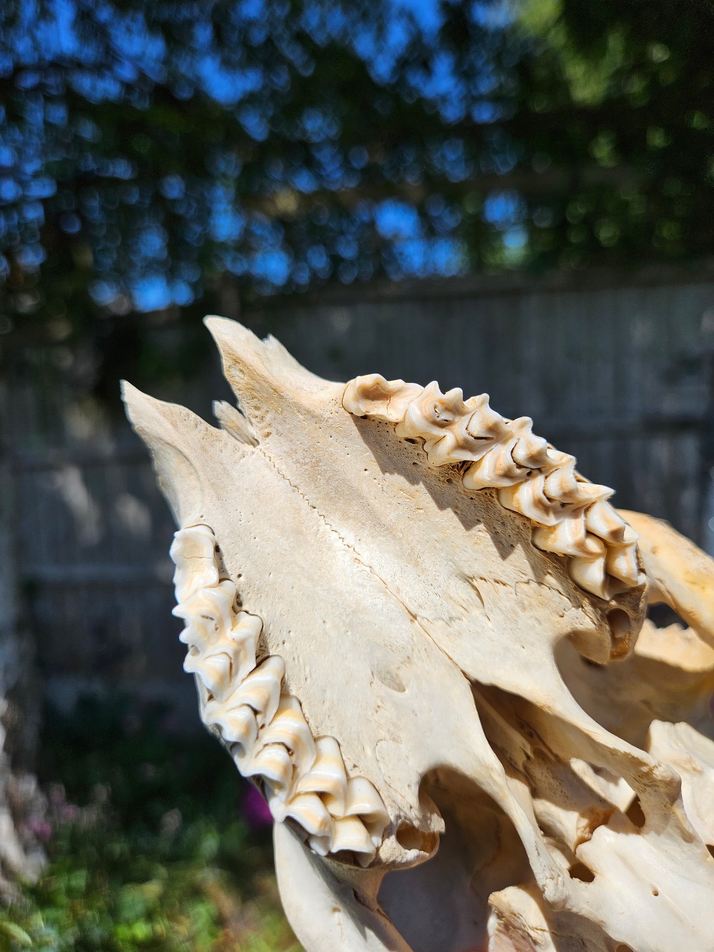 Nature found lamb skull 1