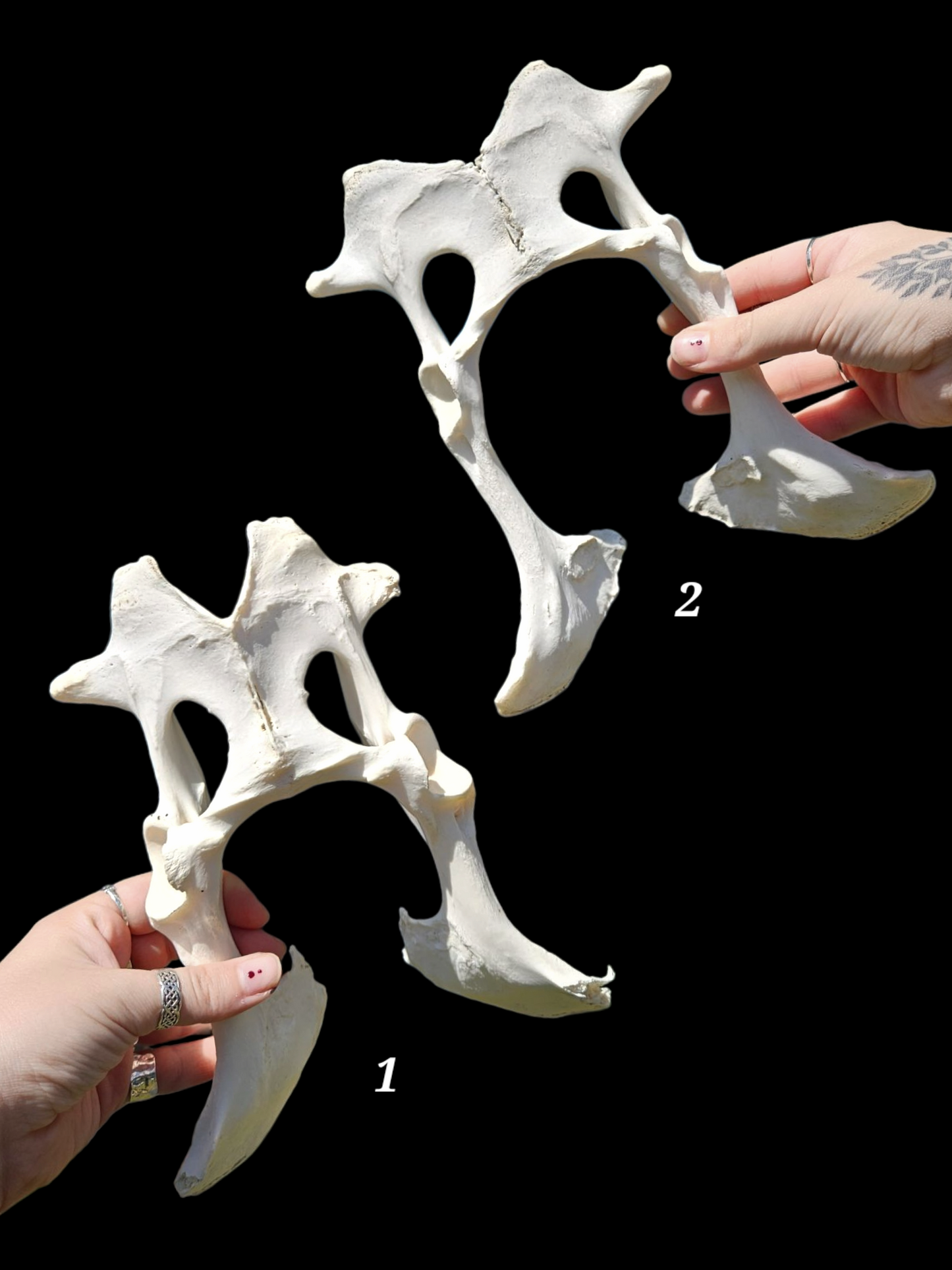 Sheep pelvis