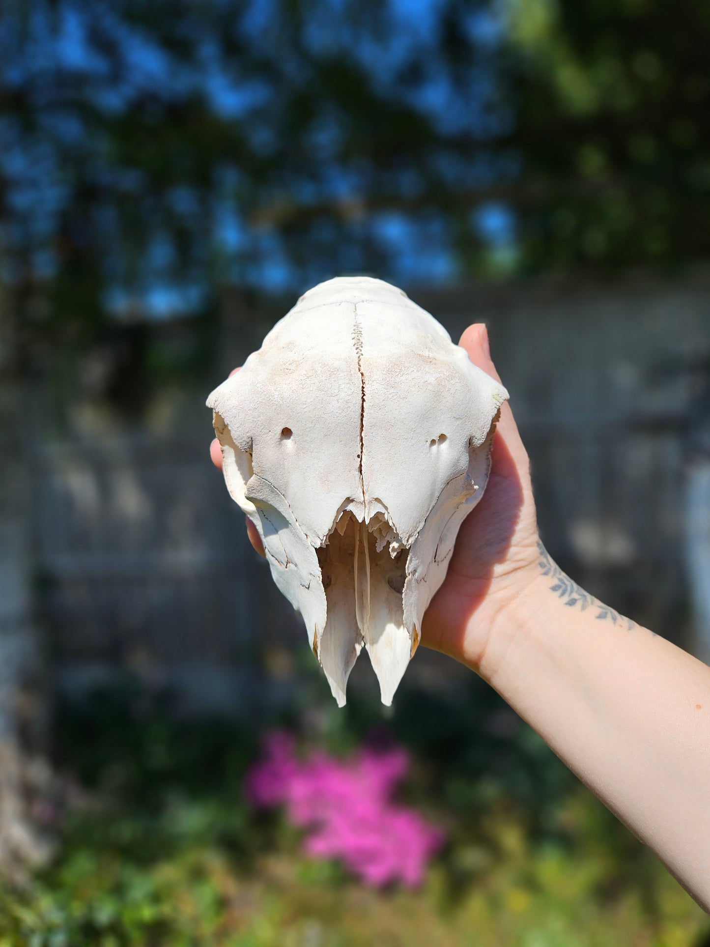 Nature found lamb skull 2
