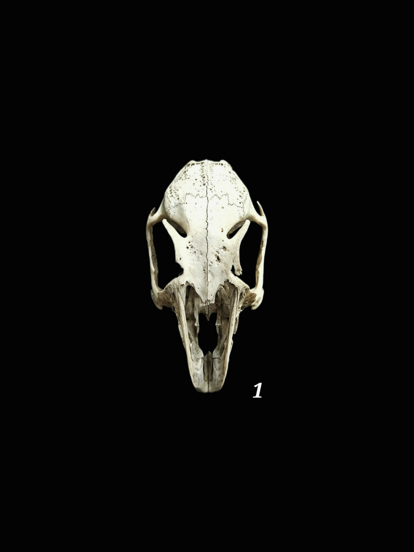 Nature found rabbit skulls