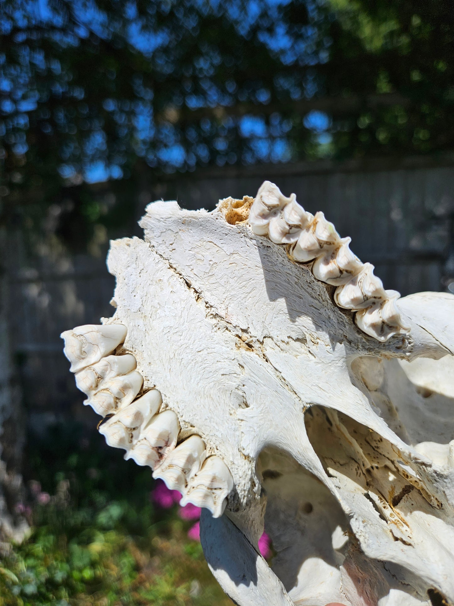 Horned sheep skull