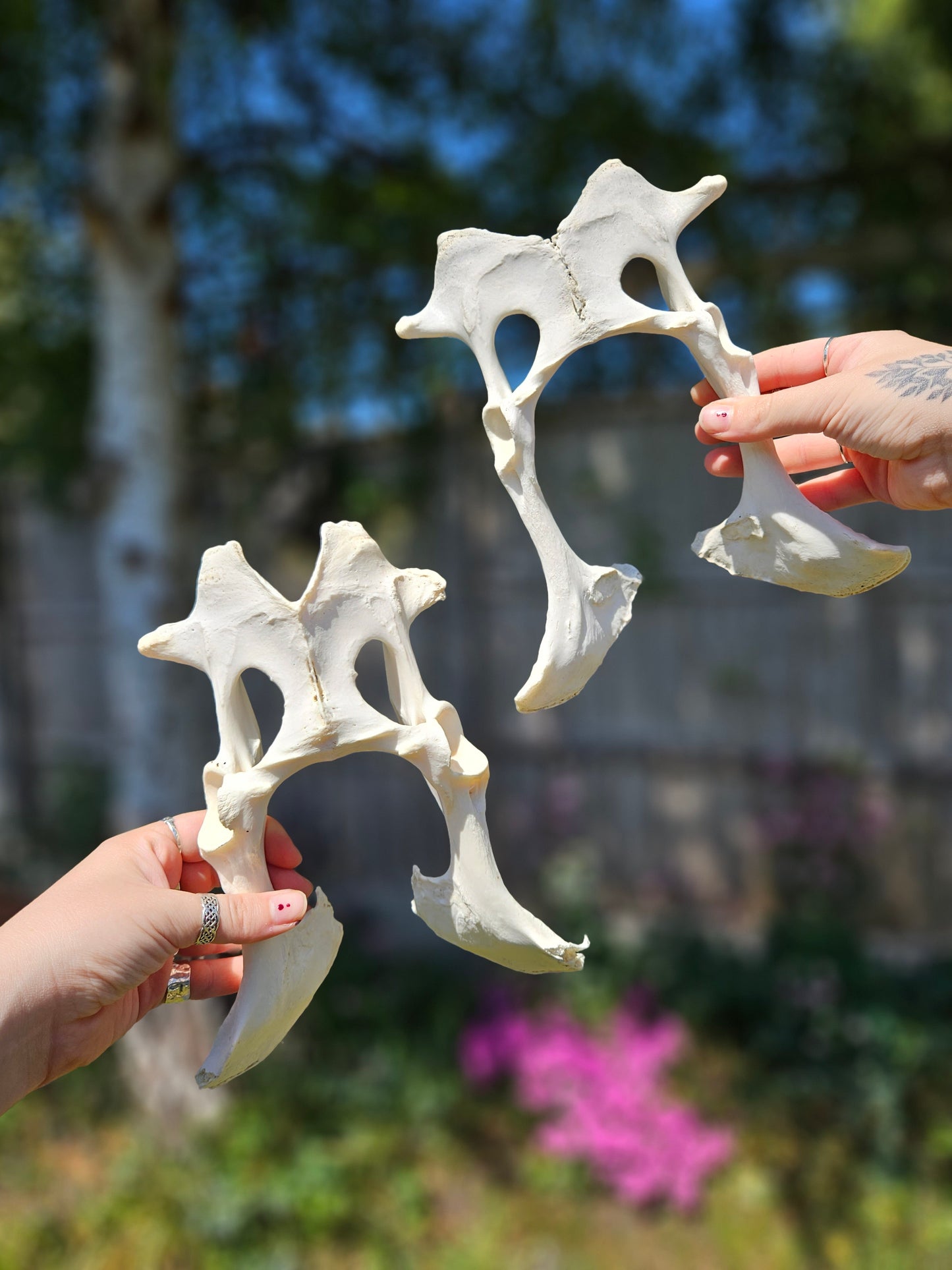 Sheep pelvis