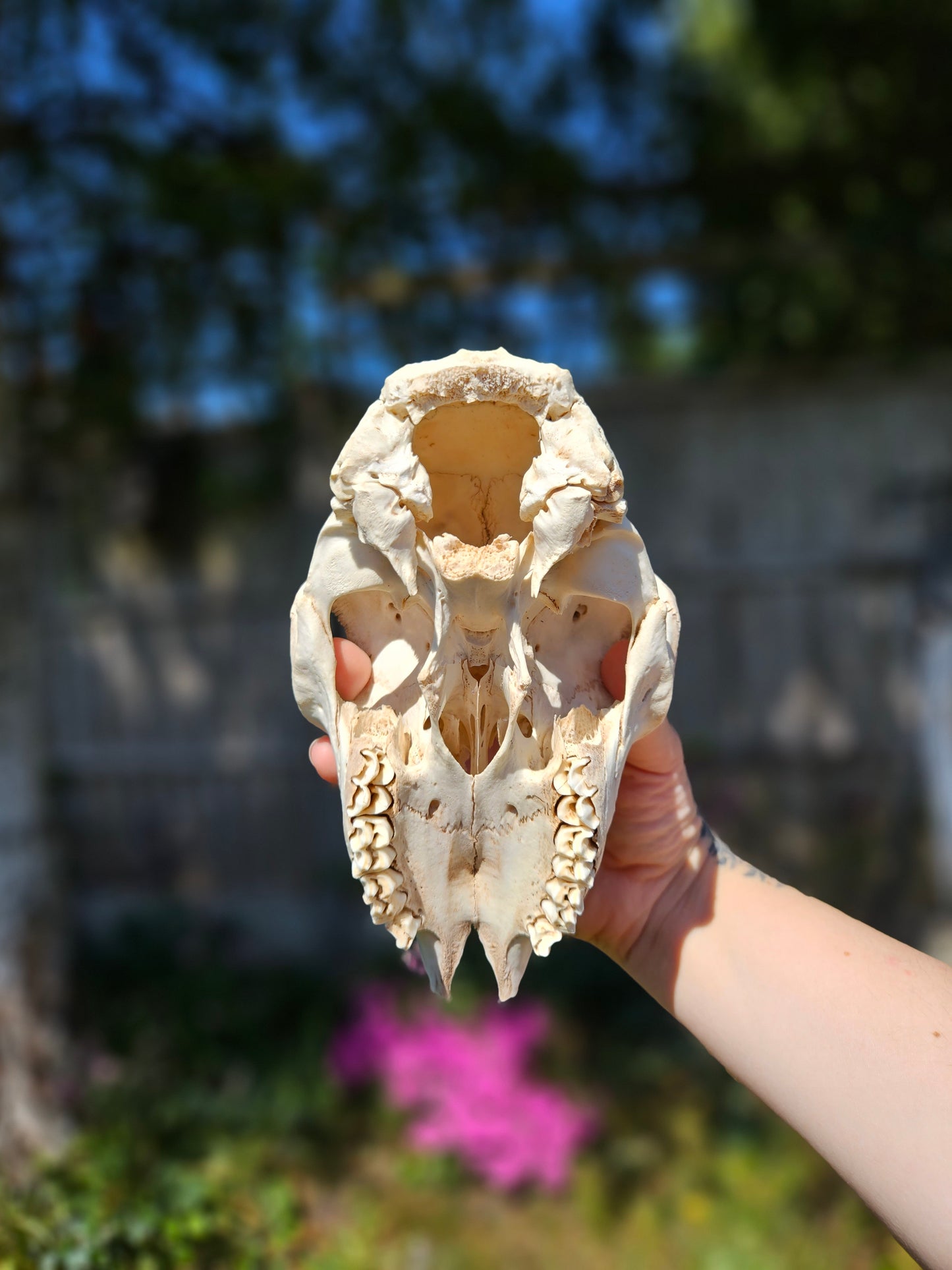 Nature found lamb skull 2