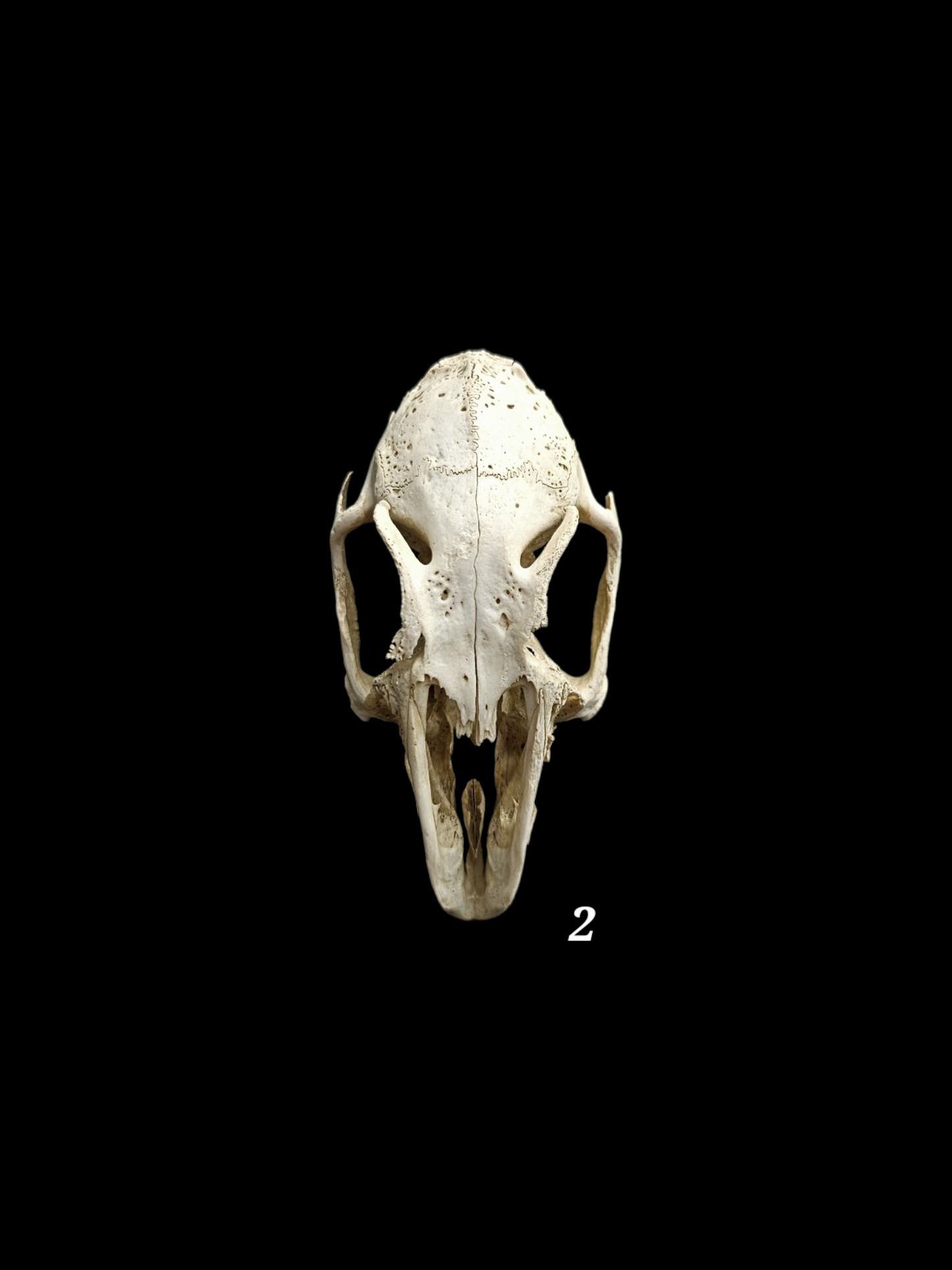 Nature found rabbit skulls