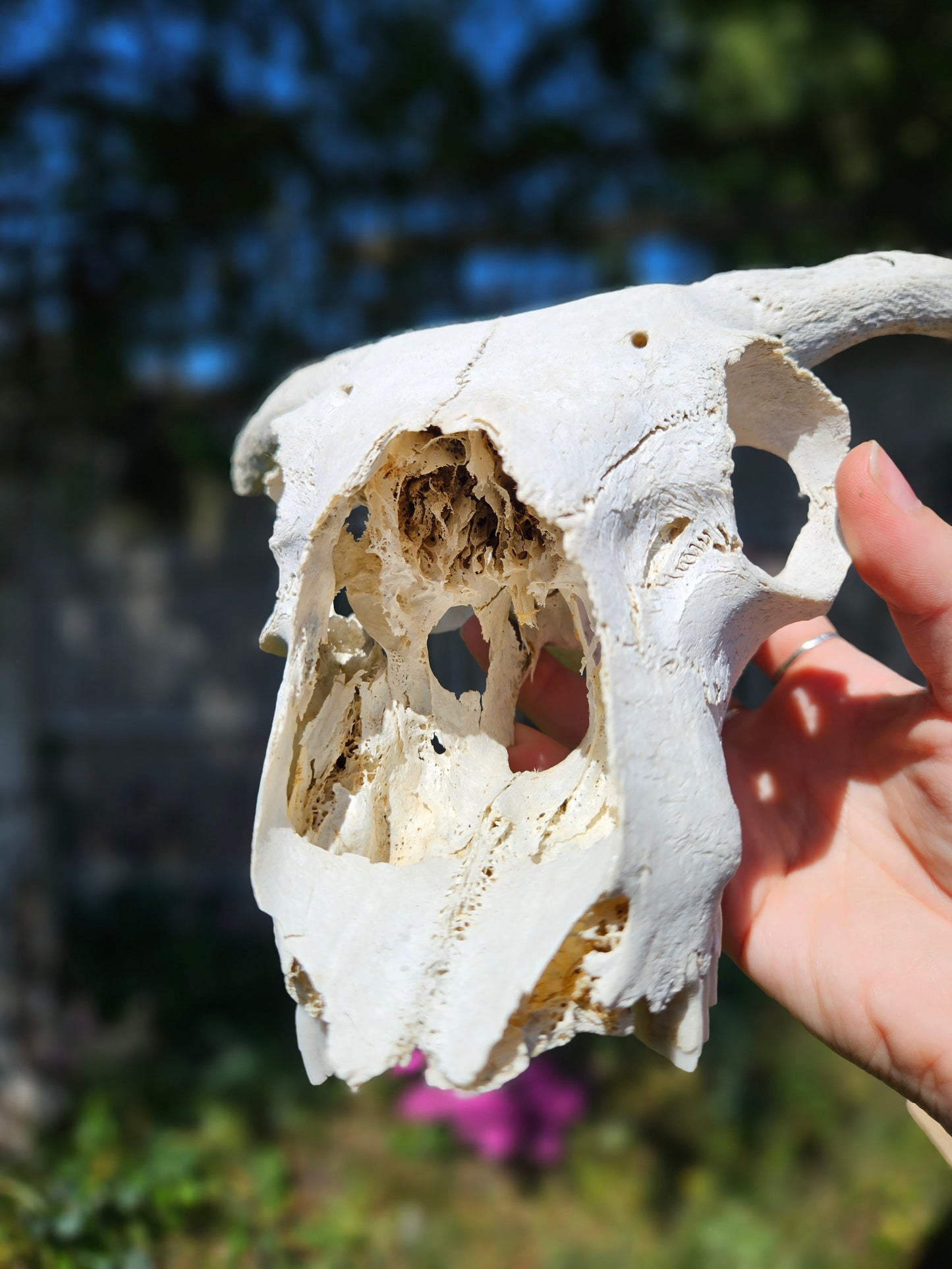 Horned sheep skull