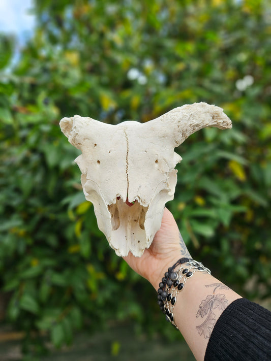 Horned Sheep Skull