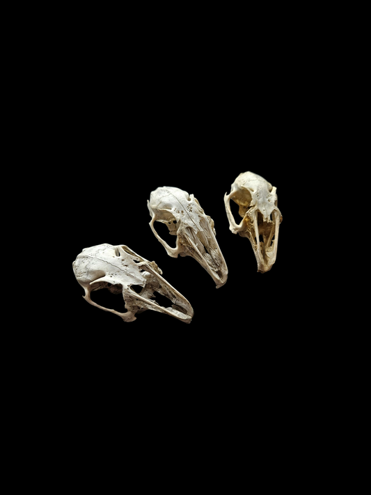 Nature found rabbit skulls