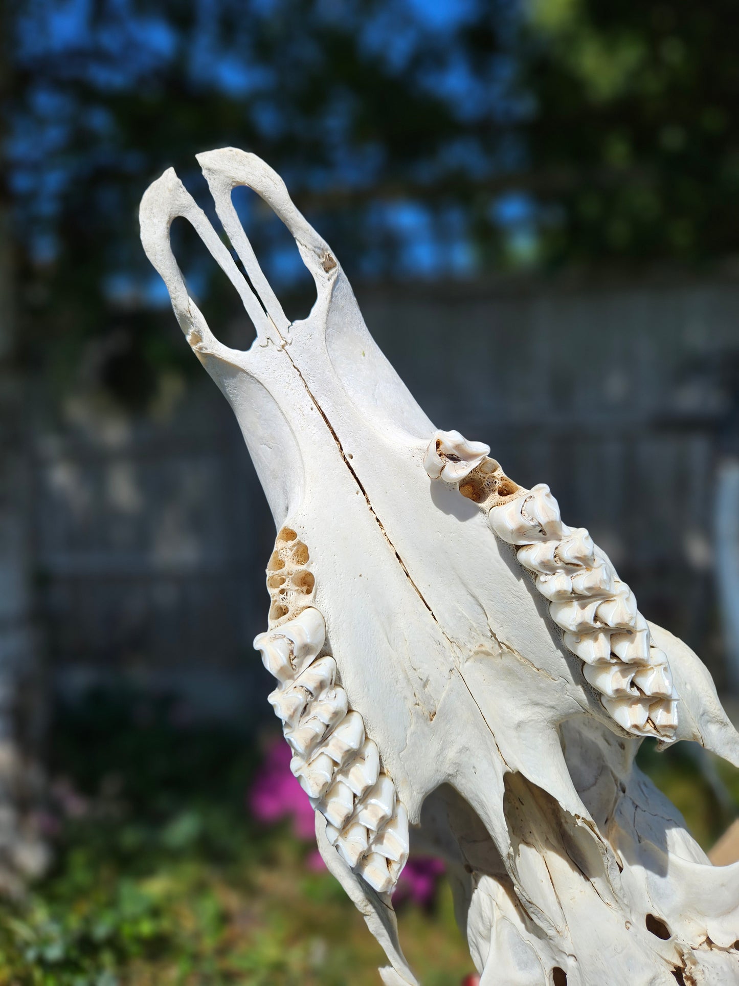 Red deer skull