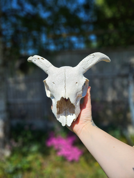 Horned sheep skull