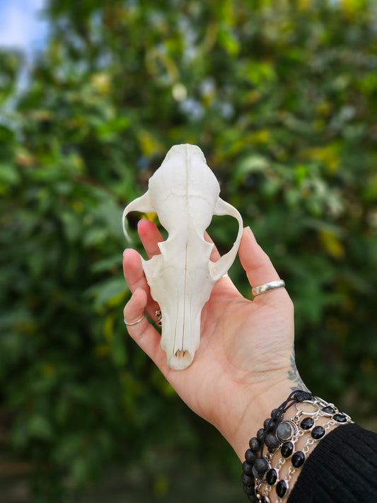 Fox skull