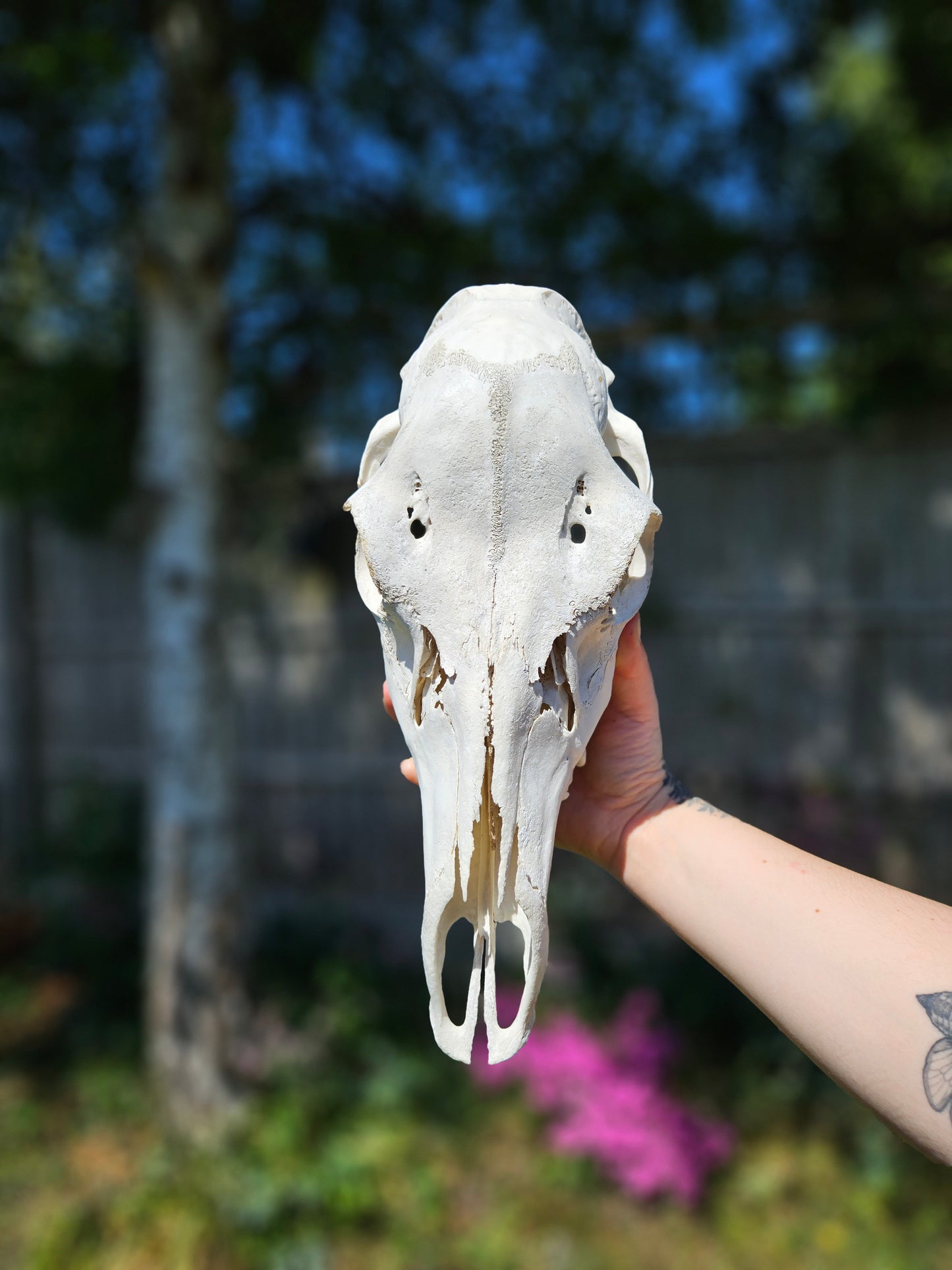 Red deer skull