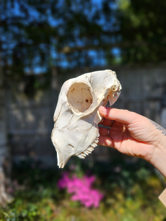 Nature found lamb skull 2