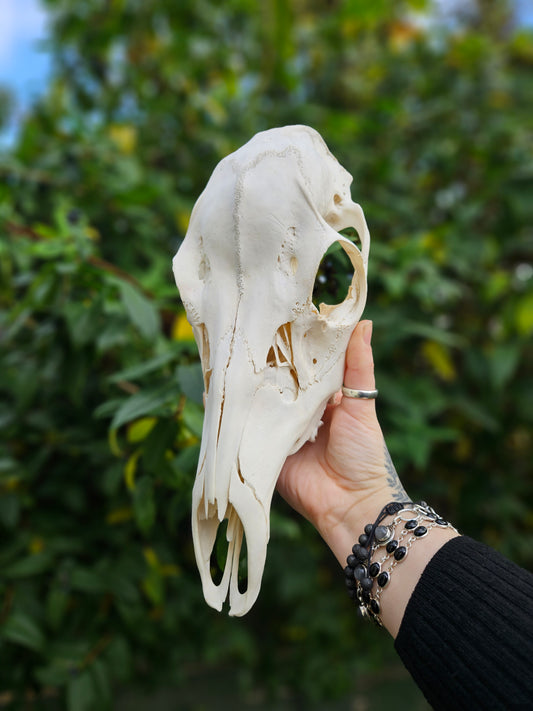 Red deer skull
