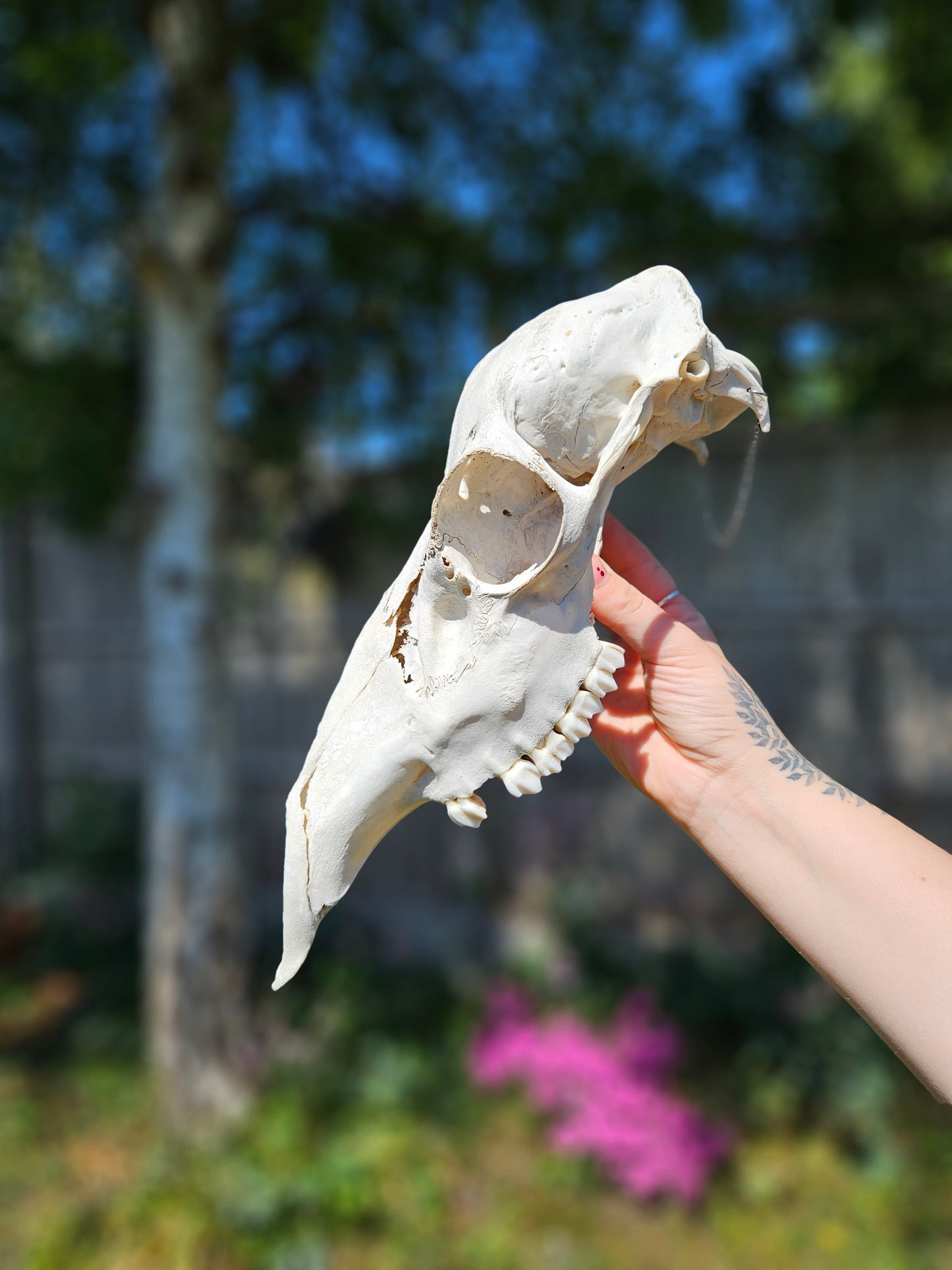Red deer skull