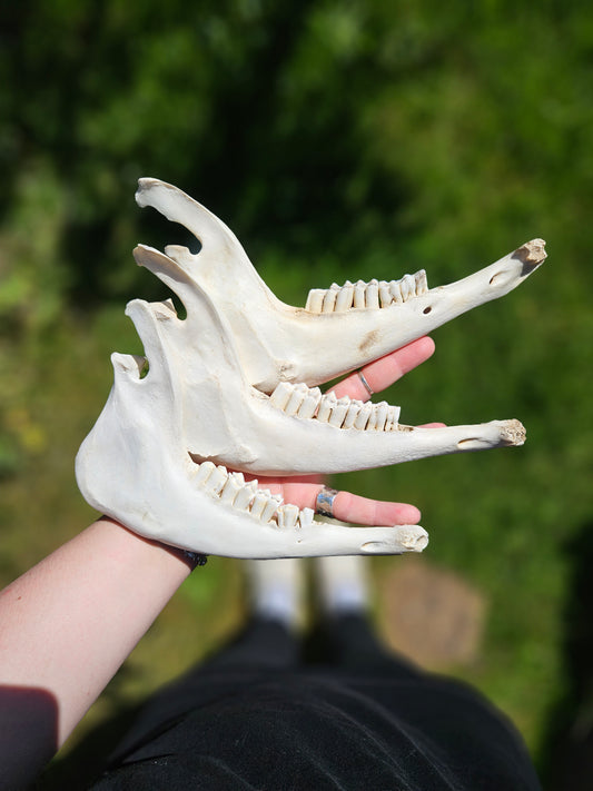 Deer mandibles