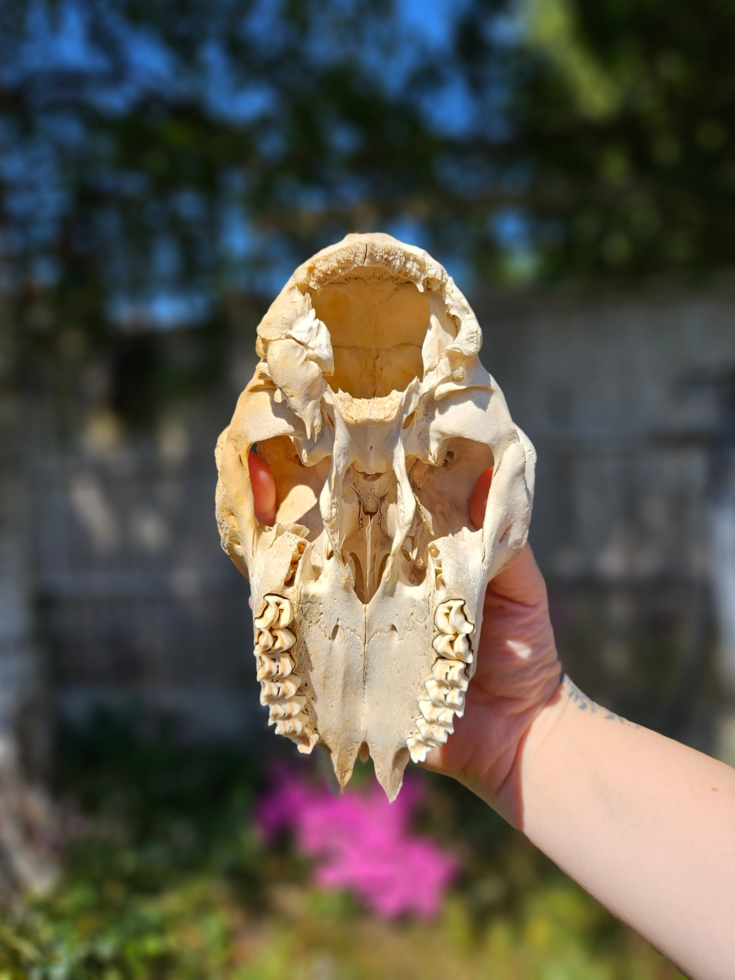 Nature found lamb skull 1
