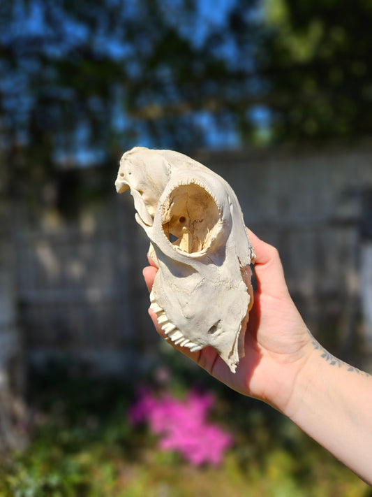 Nature found lamb skull 1