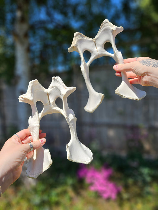 Sheep pelvis